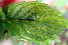 Puccinia menthae