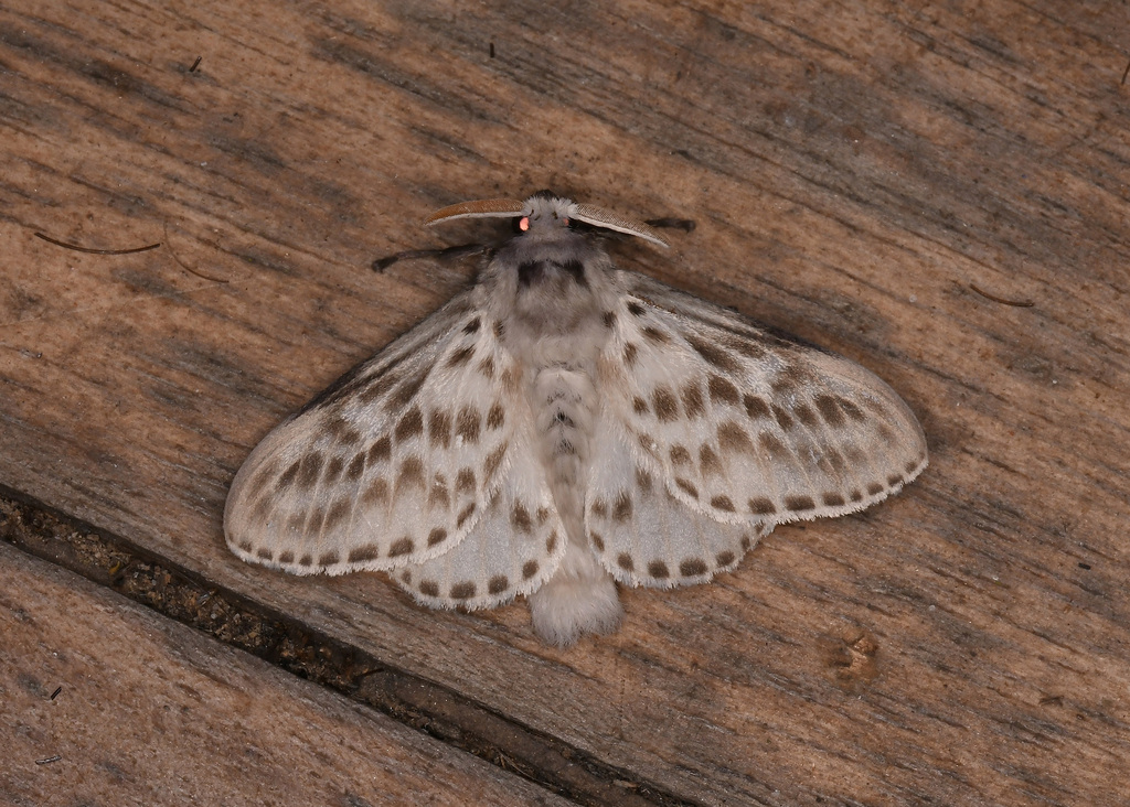 Podalia gamelia