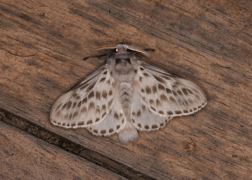 Podila Insect Podalia gamelia · iNaturalist