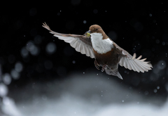 White-Throated Dipper photo 5