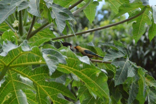Glanskoevogel (Molothrus bonariensis)