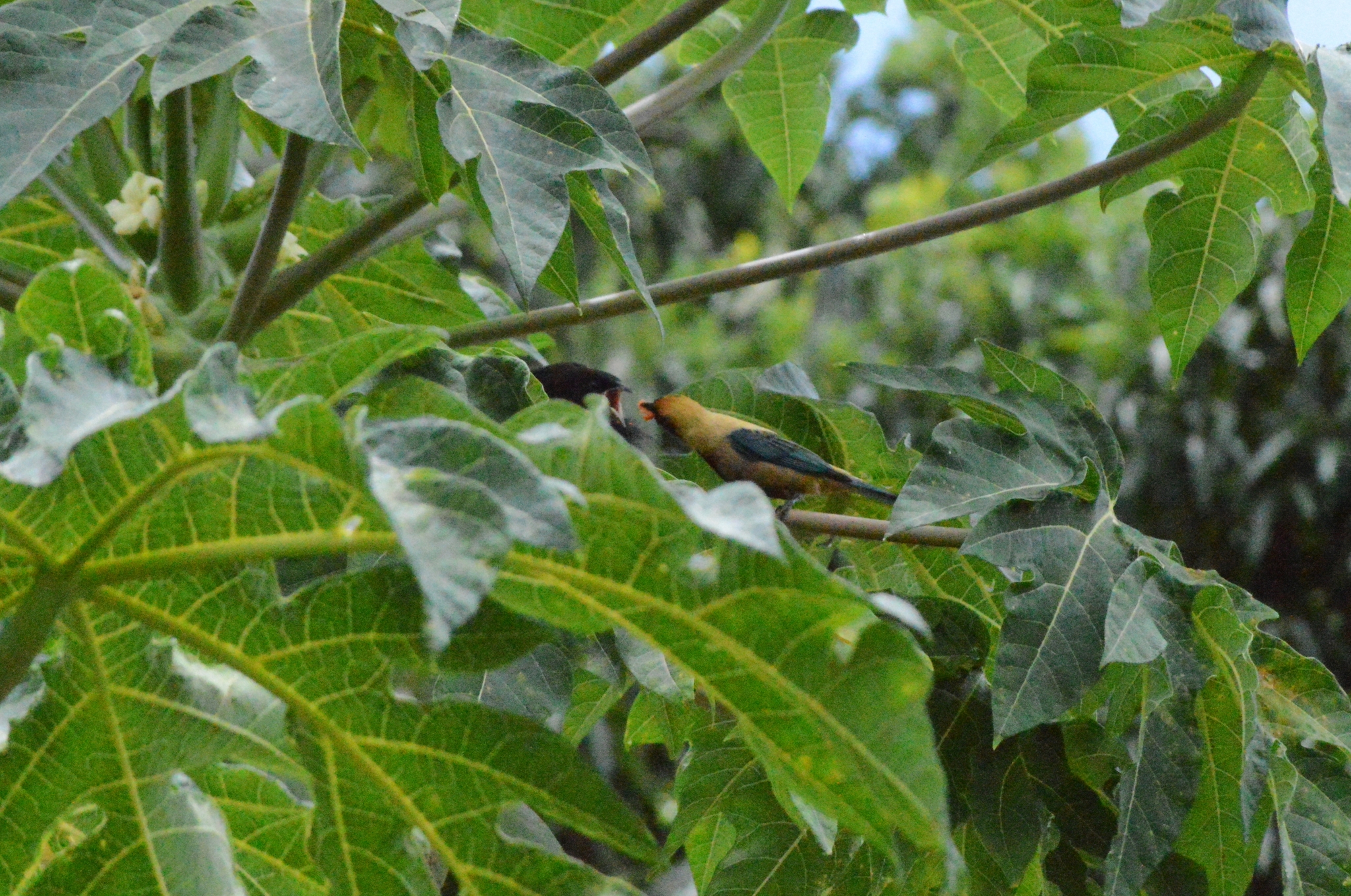 Shiny Cowbird (Molothrus bonariensis)