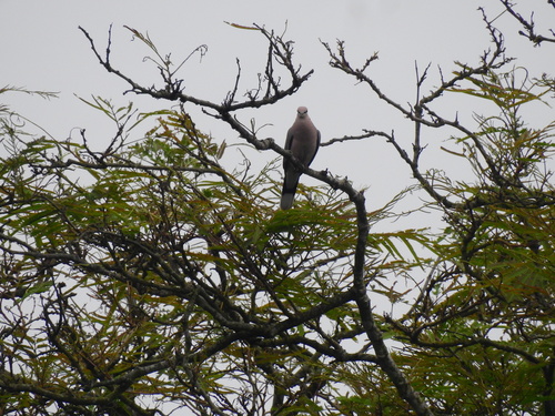 Red-eyed Dove