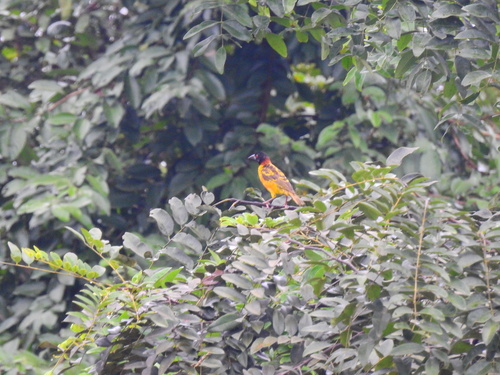 Village Weaver