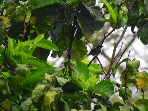 Magpie Mannikin