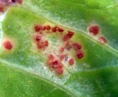 Puccinia menthae