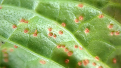 Puccinia menthae