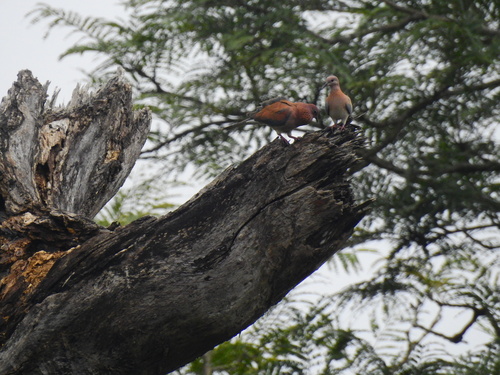 Laughing Dove