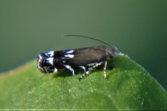 Anacampsis levipedella