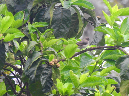 Pycnonotus barbatus inornatus