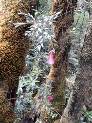 Philesia magellanica