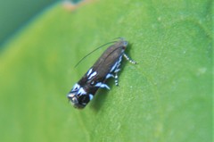 Anacampsis levipedella