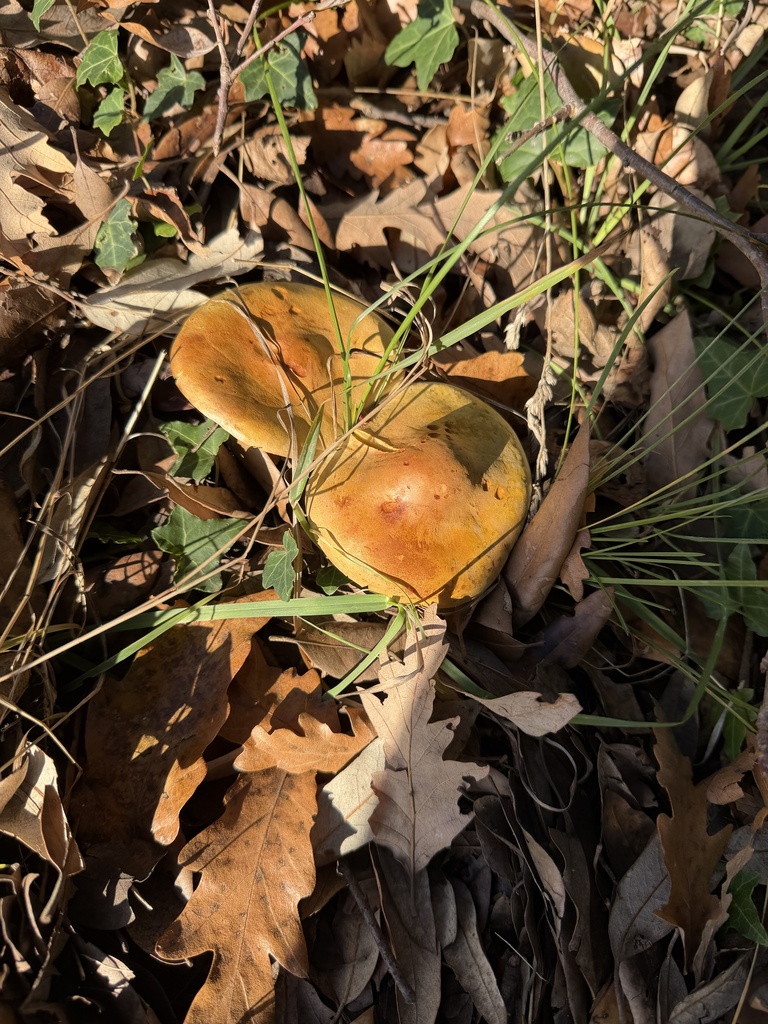 Tricholoma sulphureum · November 2025 · photo: © wildhamandpetersham (iNaturalist, cc-by)