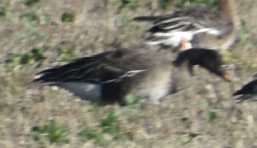 Tundra Bean Goose, De Cocksdorp, Netherlands, photo 10 of 10