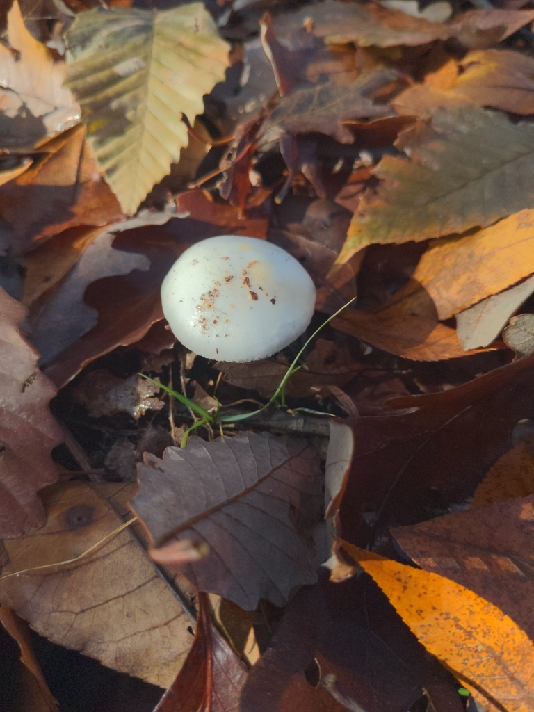 Amanita lavendula