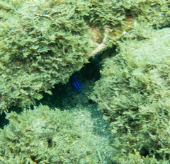 Stegastes acapulcoensis