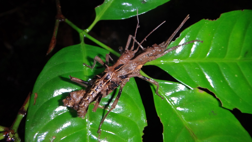Dataminae