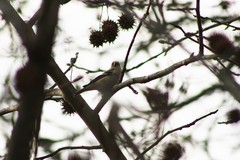 Spinus tristis tristis