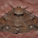 Washed-out Zale Moth - Photo (c) larrymcdaniel, some rights reserved (CC BY-NC), uploaded by larrymcdaniel