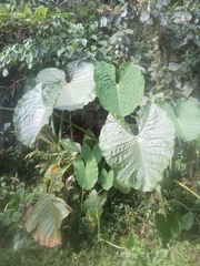 Xanthosoma sagittifolium