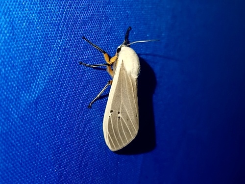 Clouded Tiger Moth