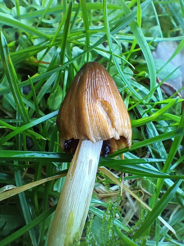 Micacei · November 2025 · photo: © considerthelilies (iNaturalist, cc-by)