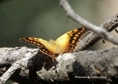 Charaxes candiope
