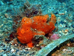 Antennarius pictus