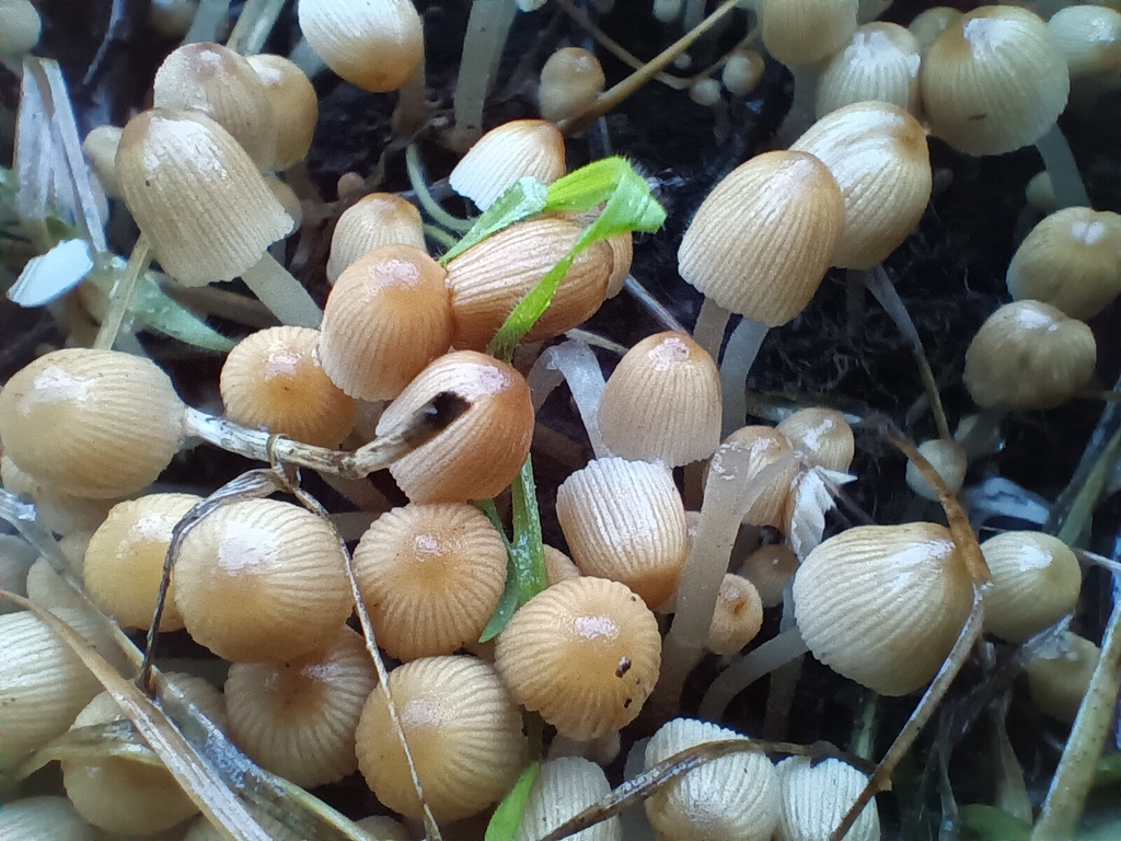 Coprinellus disseminatus · November 2025 · photo: © considerthelilies (iNaturalist, cc-by)