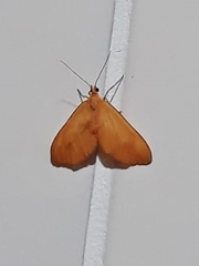 Eubaphe