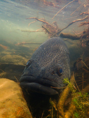 Cod photo 3
