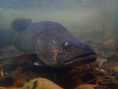 Mary River cod (Maccullochella mariensis) — Percichthyidae