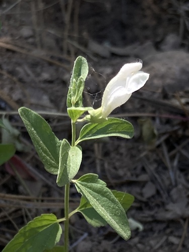 California skullcap (Scutellaria californica)