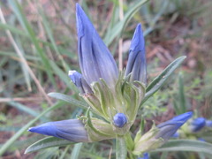 Gentiana decumbens