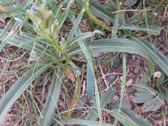 Gentiana decumbens