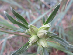 Gentiana decumbens