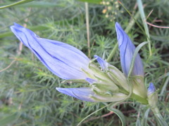 Gentiana decumbens
