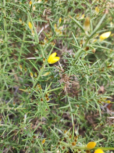 Avistamiento Ulex parviflorus