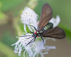 Ceramidia phemonoides