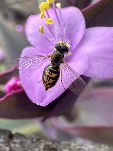 Unknown species found near Travis County, US-TX, US