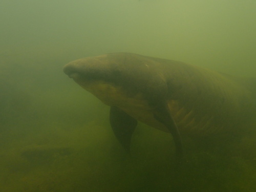 Australische longvis (Neoceratodus forsteri) — Neoceratodontidae — 4