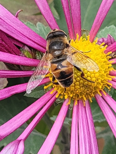 Unknown species found near Havre De Grace, MD 21078, USA