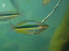 Crimson-Spotted Rainbow Fish photo 3