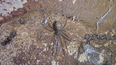Psechrus