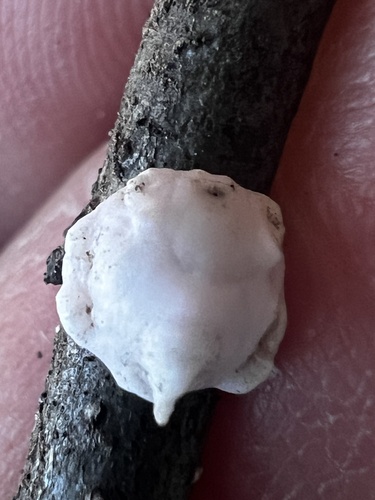 Indian Wax Scale photo 5