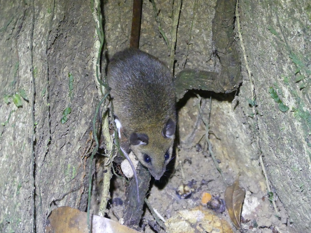 large-headed rice rat (Hylaeamys megacephalus)