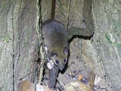 Azara's Broad-Headed Oryzomys photo 1