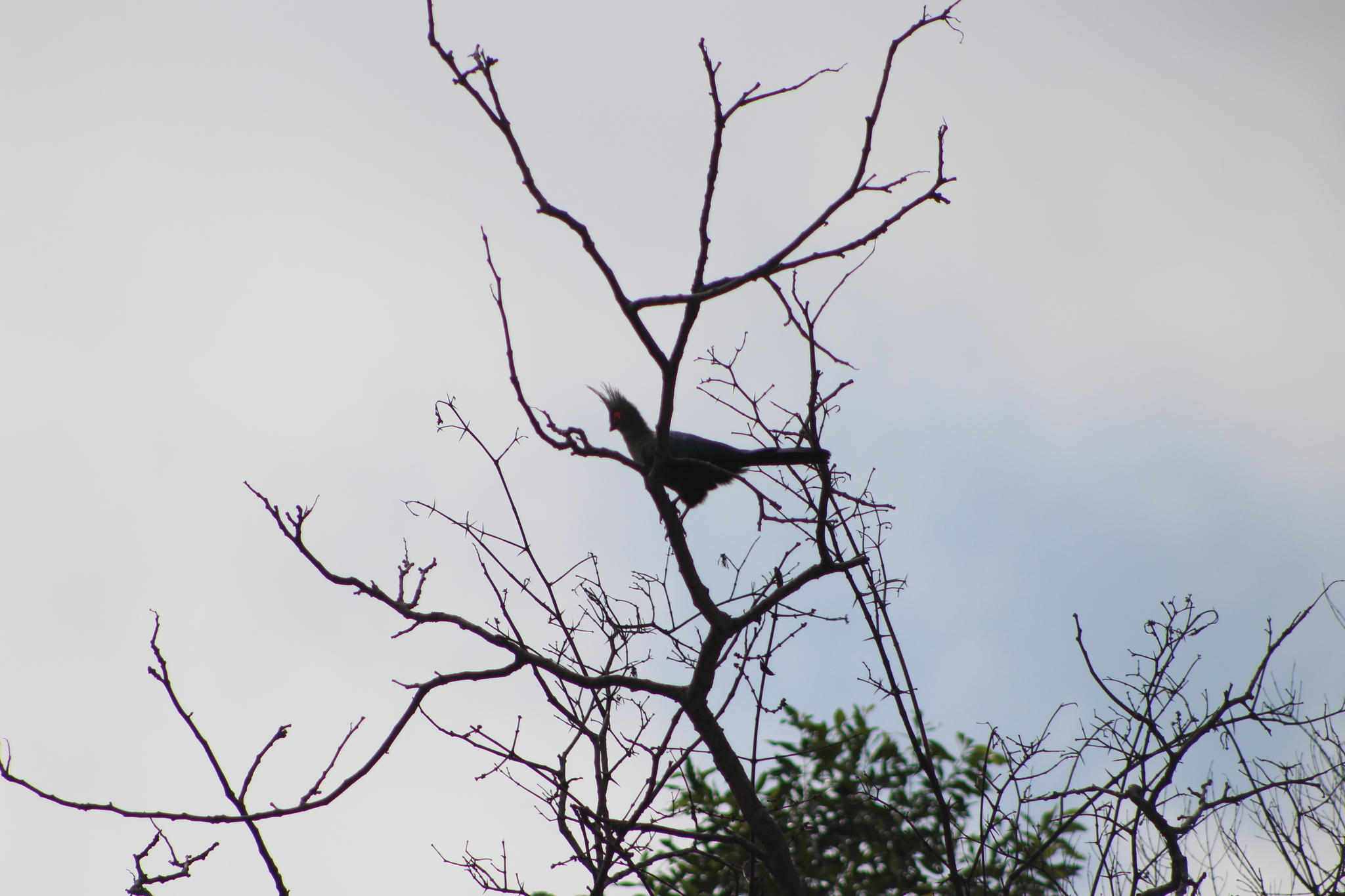 Schalow's Turaco (Tauraco schalowi), photo 2
