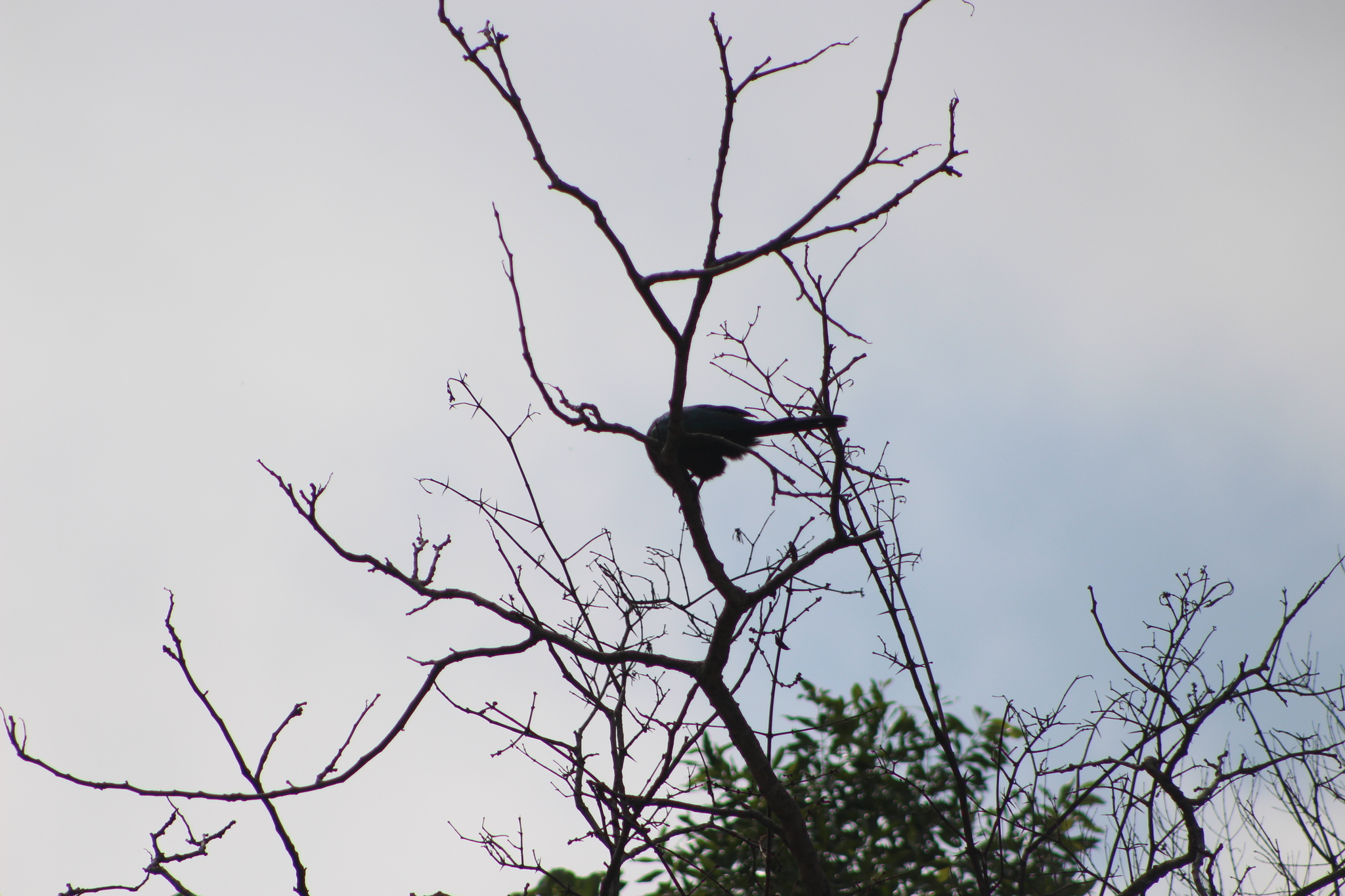 Schalow's Turaco (Tauraco schalowi), photo 3