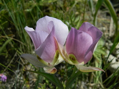 Calochortus nitidus